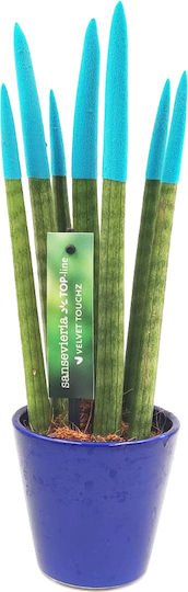 Sansevieria Zylindrische Topfpflanze Verschiedene Farben – 30-32cm Höhe
