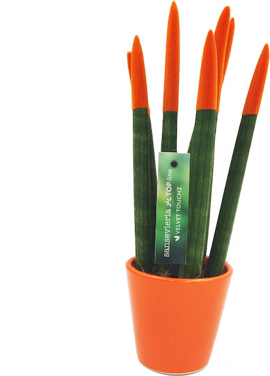 Sansevieria Zylindrische Topfpflanze Verschiedene Farben – 30-32cm Höhe