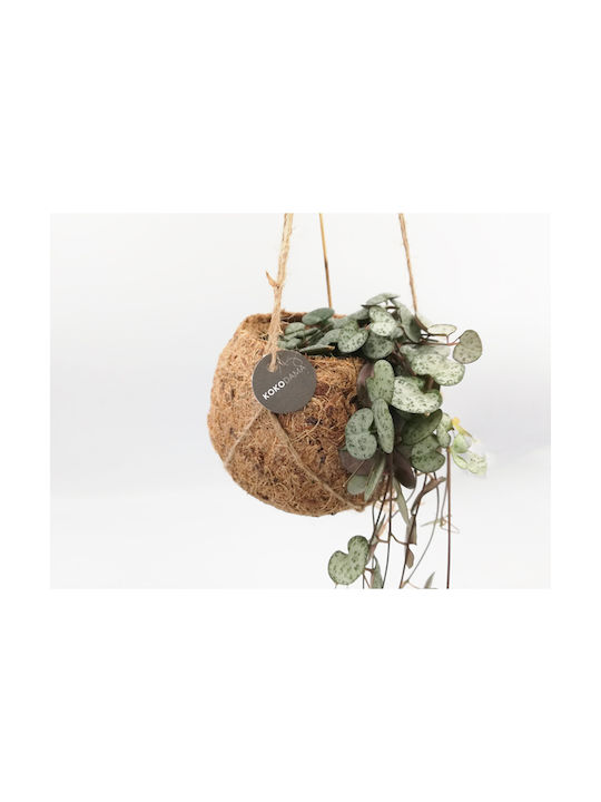 Plantă Agățată „String Hearts” Kokodama