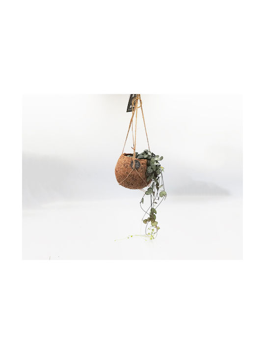 Plantă Agățată „String Hearts” Kokodama