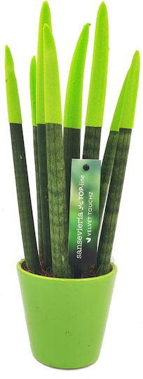 Sansevieria Zylindrische Topfpflanze Verschiedene Farben – 30-32cm Höhe