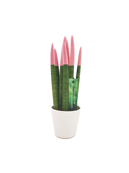 Sansevieria Zylindrische Topfpflanze Verschiedene Farben – 30-32cm Höhe