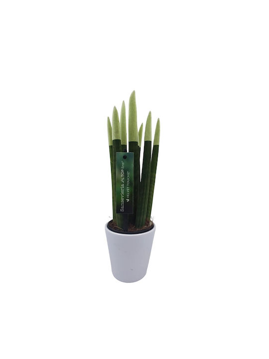 Sansevieria Zylindrische Topfpflanze Verschiedene Farben – 30-32cm Höhe