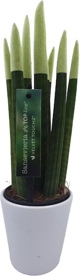 Sansevieria Zylindrische Topfpflanze Verschiedene Farben – 30-32cm Höhe