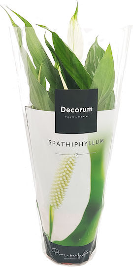 Spathiphyllum – 1 Plant 35-40cm Spathiphyllum – 1 Plant 35-40cm