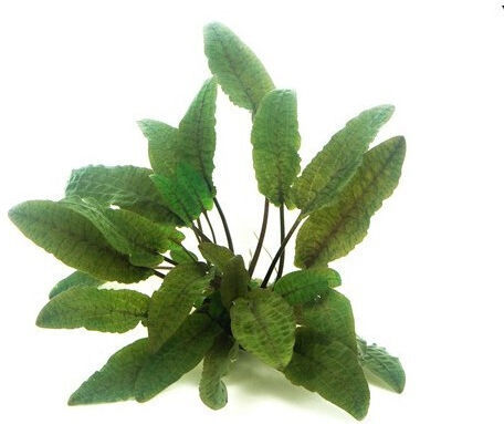 Stoffels Acorus Gramineus Cryptocoryne Wendtii 'Braun'