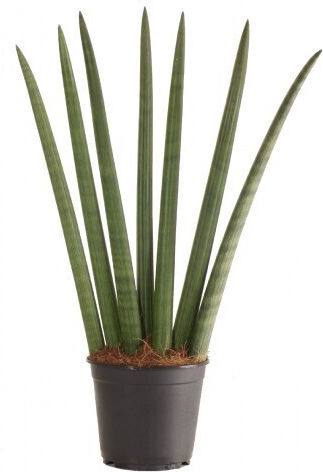 Σανσεβιέρια Sansevieria Cylindrica In Kokodama Pot Σανσεβιέρια Sansevieria Cylindrica In Kokodama Pot