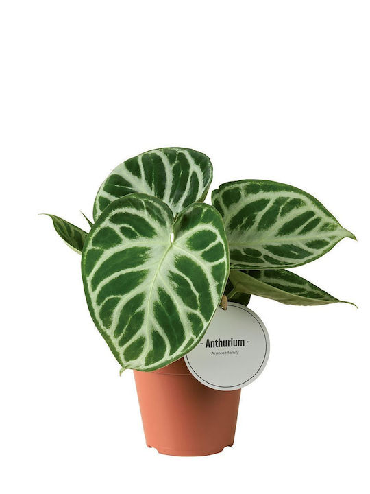 Ανθούριο Anthurium Silver Blush Ανθούριο Anthurium Silver Blush