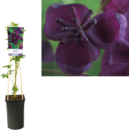 Abgeschirmtes Schokoladenpflanze Akebia Quinata
