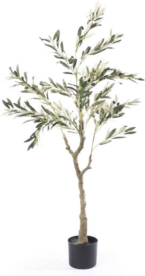 Ελιά σε Γλάστρα 120cm Supergreens
