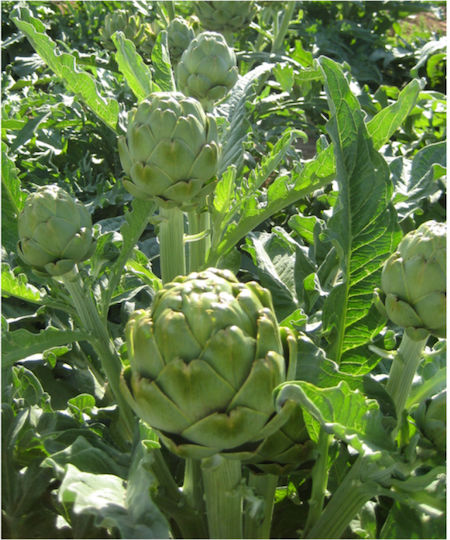 Geniki Fytotechniki Athinon Seeds Artichokeς Green Geniki Fytotechniki Athinon Seeds Artichokeς Green