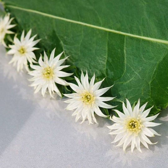 Seeds Sunflower 15pcs