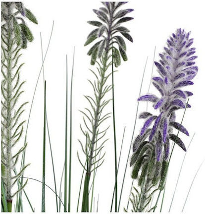 Neobartsia Lavender in Potted Plant Lilac Atmosphera Neobartsia Lavender in Potted Plant Lilac Atmosphera