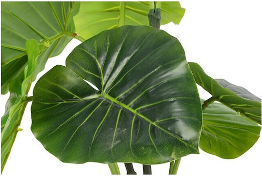 Alocasia Alocasia in Potted Plant Atmosphera