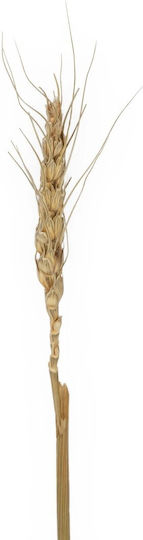 Dried Beige Grass Plant in Box 10 Pieces GloboStar Dried Beige Grass Plant in Box 10 Pieces GloboStar