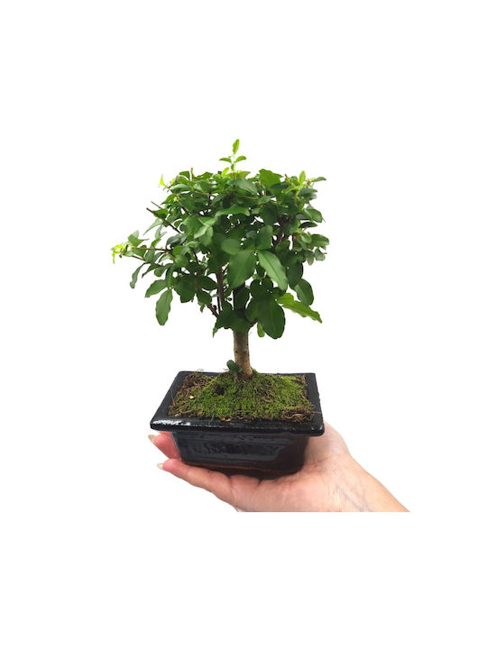 Αυθεντικό Μπονσάι Ligustrum Sinense Baby