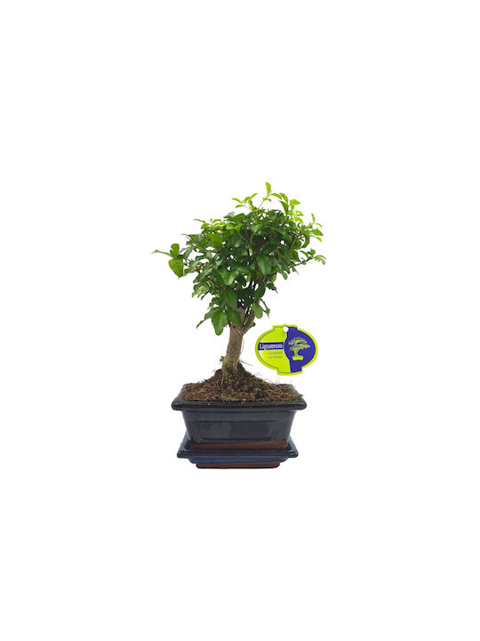 Автентично Бонсай Ligustrum Sinense Baby