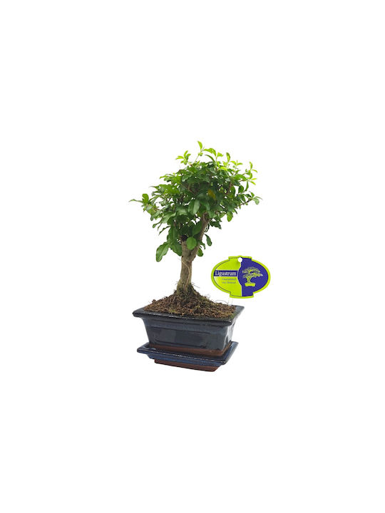 Автентично Бонсай Ligustrum Sinense Baby