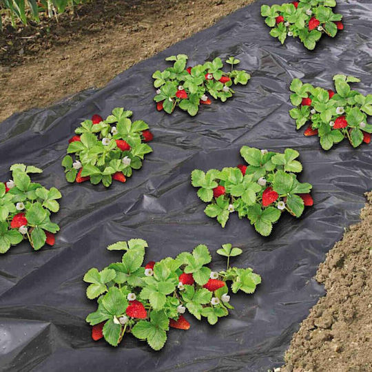 SGTT Ground Cover Fabric 50g/m² 1.6x10m Black