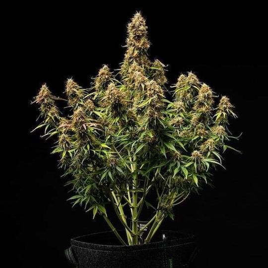 Royal Queen Seeds Σπόροι Μέντας