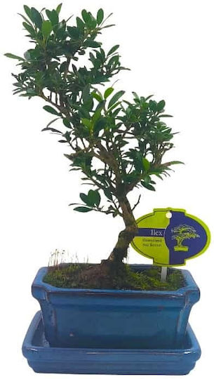 Бонсай Ilex Crenata – 15 см