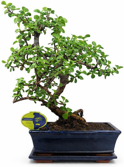 Μπονσάι “portulacaria Afra” 25εκ