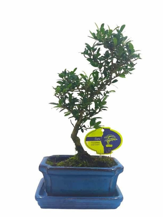 Μπονσάι “ilex Crenata” – 15 Εκ