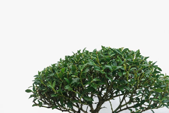 Μπονσάι Δεντράκι Ilex Άιλεξ