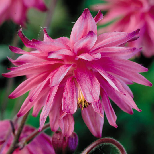 Βολβος Aquilegia Διπλη Ροζ
