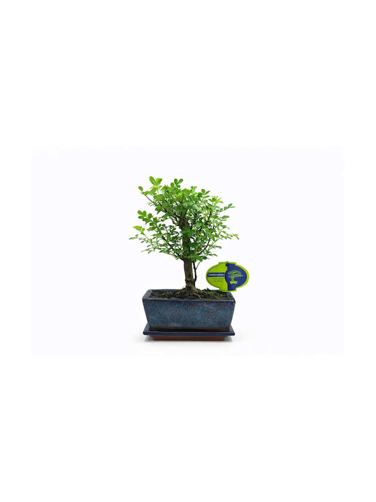 Μπονσάι Δεντράκι Zanthoxylum 15 Εκ