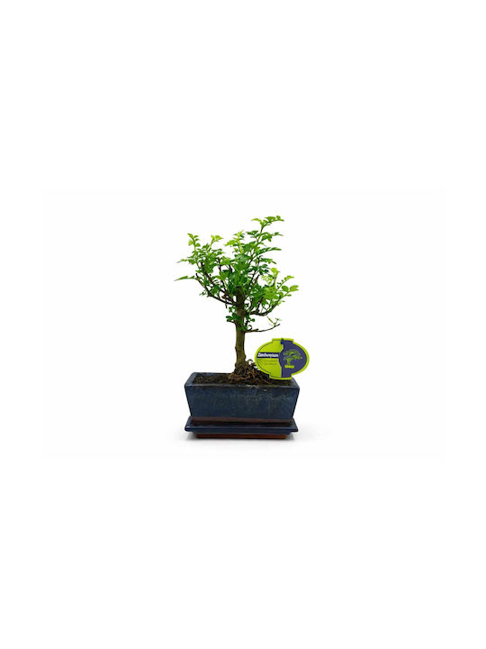 Μπονσάι Δεντράκι Zanthoxylum 15 Εκ