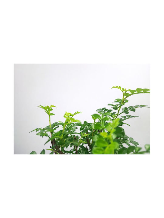 Μπονσάι Δεντράκι Zanthoxylum 15 Εκ