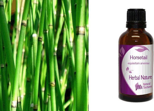 Nature & Body Hauptbestandteil Stechginster Tinktur 50ml
