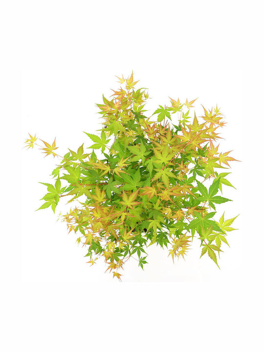 Acer Palmatum “katsura”