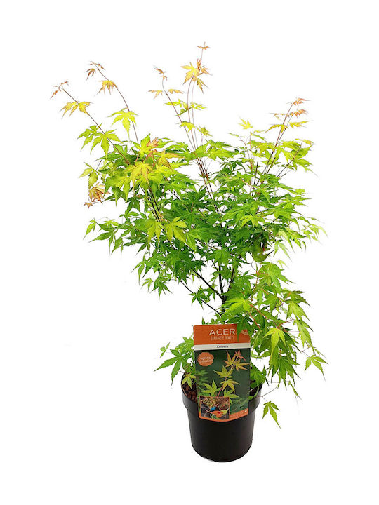 Acer Palmatum “katsura”