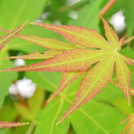 Acer Palmatum “katsura”