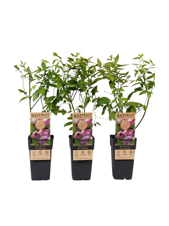 Ροζ Βατόμουρο – Vaccinium Corymbosum ‘pink Lemonade’ Ροζ Βατόμουρο – Vaccinium Corymbosum ‘pink Lemonade’