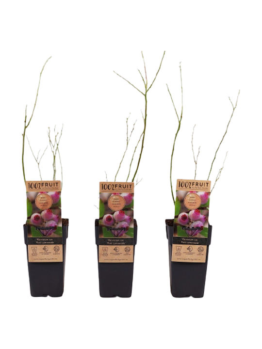 Ροζ Βατόμουρο – Vaccinium Corymbosum ‘pink Lemonade’