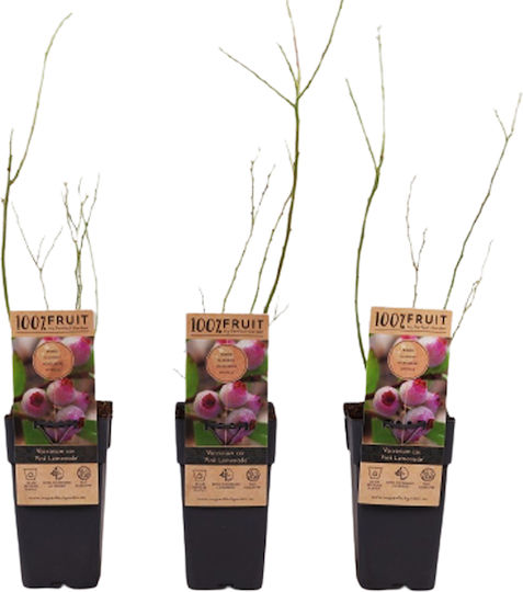 Pink Rubus – Vaccinium Corymbosum ‘Pink Lemonade’