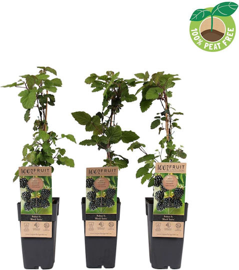 Mure Negre Bush Blackberry Bush