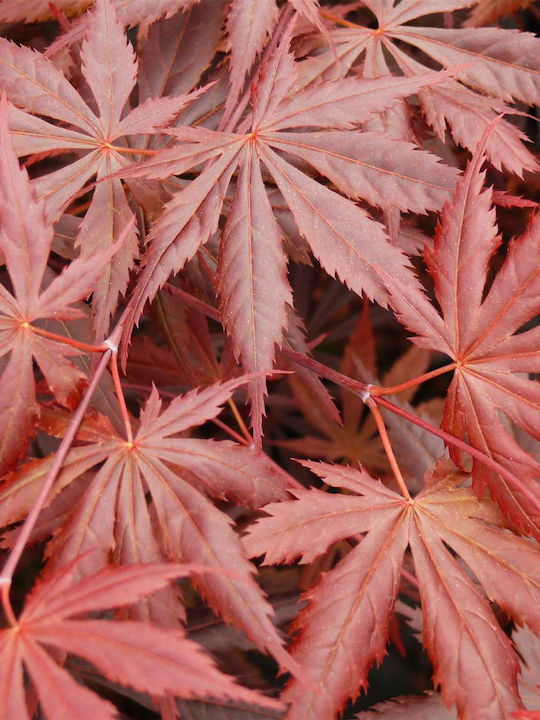 Acer Palmatum ”trompenburg”