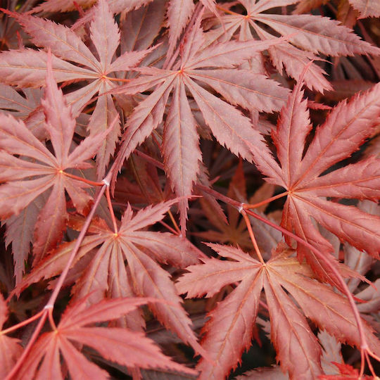 Acer Palmatum Trompenburg