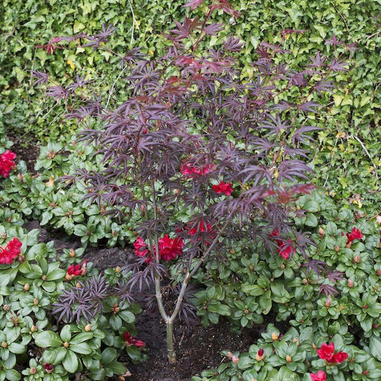 Acer Palmatum Trompenburg