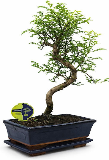 Bonsai Zanthoxylum Piperitum Japanese Sansho Pepper 25 Cm
