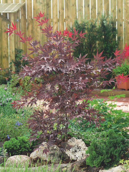 Japanischer Marple “acer Palmatum Atropurpureum” – 15 cm