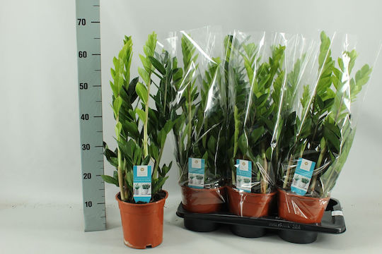 Zamiifolia Xxl Εσωτερικού Χώρου