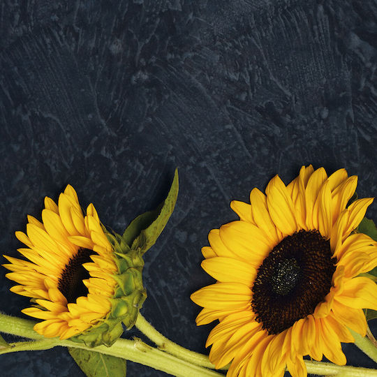 Resetea Resetea Sonnenblumen Saatgut