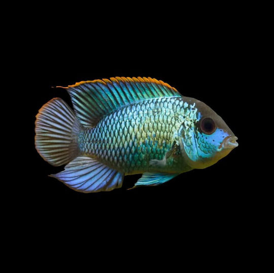 Andinoacara Pulcher Elektrisches Blau S M