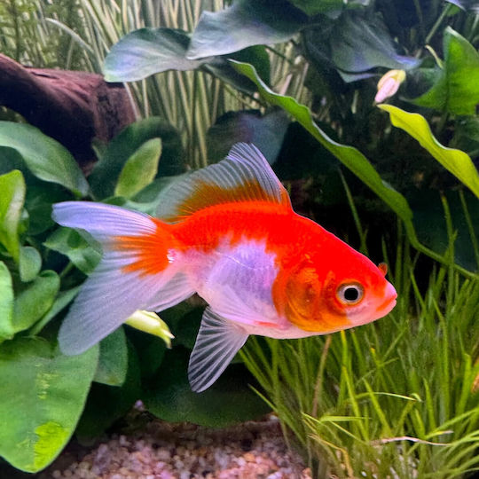 Carassius Auratus Rot Weiß 5-6cm