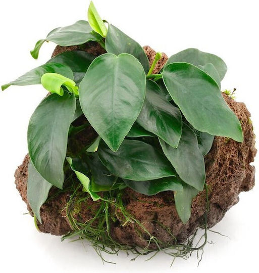 S.i Anubias Barteri Var Nana on Lavastone